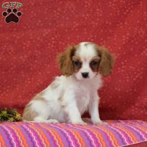 Vanilla, Cavalier King Charles Spaniel Puppy
